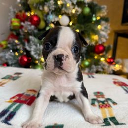 Winnie - Black and white female Boston Terrier puppy in Kentucky from Graceful Paws