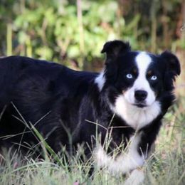 Oakley - Australian Shepherd
