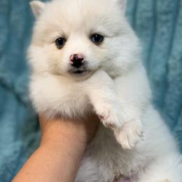Malcolm - White male Pomsky puppy in Aberdeen, Idaho from Willow Creek Cresteds