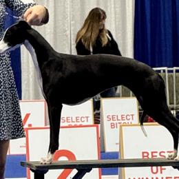 Caitlyn - Whippet
