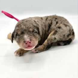Skye - Blue merle female Bernedoodle puppy in Pulaski, Tennessee from Doodle My Heart