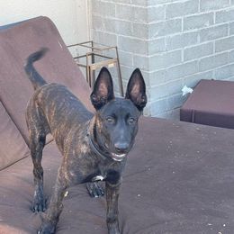 Dutch Shepherd Puppies from TecK9s