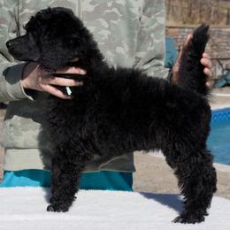 Maple (girl) - teal collar - Blue female Poodle puppy in Tullahoma, Tennessee from Peaceful Valley Poodles