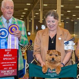 Airedale Terriers, Lakeland Terriers, and Norfolk Terriers from Hi-Kel Terrydale Lakeland Terriers and Terrydale HK Airedales & Norfolk Terriers