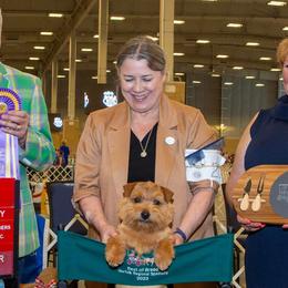 Airedale Terriers, Lakeland Terriers, and Norfolk Terriers from Hi-Kel Terrydale Lakeland Terriers and Terrydale HK Airedales & Norfolk Terriers