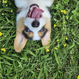 American Corgi, Cardigan Welsh Corgi, and Pembroke Welsh Corgi Puppies from DnD Corgis