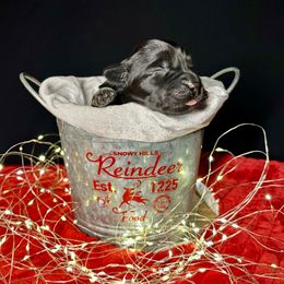 Jasmine - Black female Newfoundland puppy in Tully, New York from Bear Paw Newfoundlands