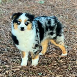 MMA Pistol Pez of Legendmaker - Australian Shepherd