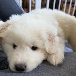 Girl 5 - female Maremma Sheepdog puppy in Cochecton, New York from Wildsong Farm
