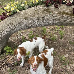 Brittanys and Lowchen from Trapezy Dogs - Brittany & Lowchen