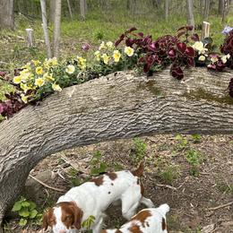 Brittanys and Lowchen from Trapezy Dogs - Brittany & Lowchen