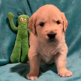 Pickles - Light golden male Golden Retriever puppy in Ennis, Texas from Amberidge Golden Retrievers