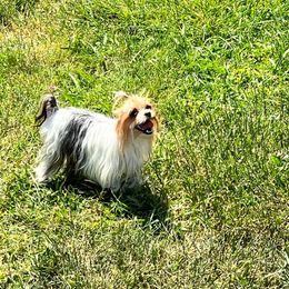 Cricket - Yorkshire Terrier