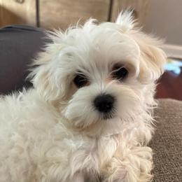 Virginia - White and lemon female Maltese puppy in Grottoes, Virginia from Wendy’s Maltese & Cavamalts of Virginia