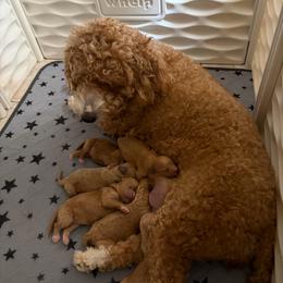 Honey - Red  female Goldendoodle puppy in Naples, Florida from Goldendoodles Of Naples,INC