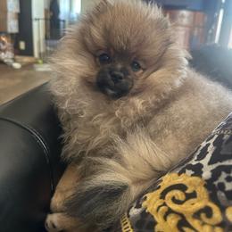Hudson - Cream sable parti male Pomeranian puppy in Scio, Oregon from Mac Daddy Poms