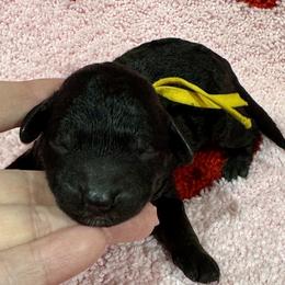 Yellow - Phantom female Poodle puppy in Simms, Texas from Donna’s Aussies & Pink Heart Poodles
