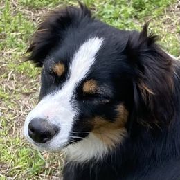 Zipi - Miniature Australian Shepherd