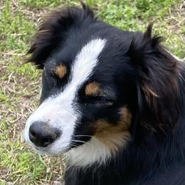 Zipi - Miniature Australian Shepherd