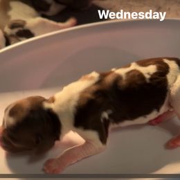Gem - Orange and white female Brittany puppy in Elko, Georgia from HillTop Brittany Kennel