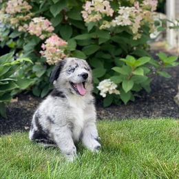 Australian Shepherd Puppies from Lil Rhody Blues Australian Shepherds