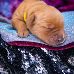 Golden Retriever Puppies from Earley Goldens