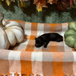 White Collar - Brown male Boykin Spaniel puppy in Hurtsboro, Alabama from PARK’s Family Farm
