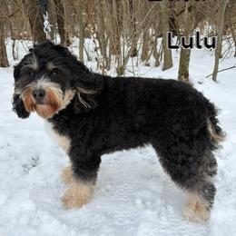 Lulu - Bernedoodle