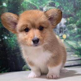 Sunny - Red female Pembroke Welsh Corgi puppy in Washington from Castle View Royal Rumps