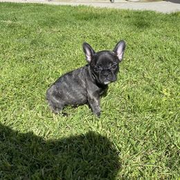 French Bulldog Puppies from Angie's French Bulldogs