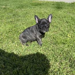 French Bulldog Puppies from Angie's French Bulldogs