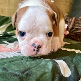 Set - Fawn and white male Bulldog puppy in Fort White, Florida from Bullgodz English Bulldogs