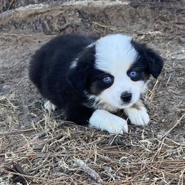 Boy 2 - Miniature Australian Shepherd puppy in Paris, Texas from Kuttin’ Up Mini Aussies