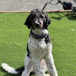 Fletcher - Goldendoodle