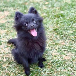 Berlin - Black male Pomeranian puppy in Los Angeles, Santa Clarita, California from LT_Poms