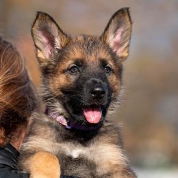 German Shepherd Puppies from Dogtown K9 Training home of "vom Haus Courtland" Kennel