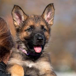 German Shepherd Puppies from Dogtown K9 Training home of "vom Haus Courtland" Kennel