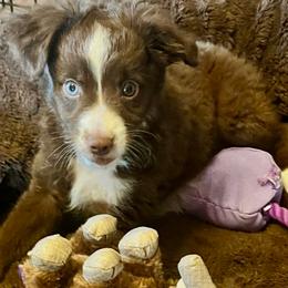 Girl 1 - Red & white female Miniature Australian Shepherd puppy in College Station, Texas from Enchanted Oaks Mini/Toy Aussies