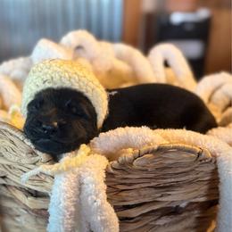 Hazard - Black male German Shepherd puppy in Beryl, Utah from Von Den Mächtigen Kennels
