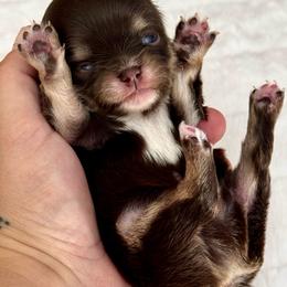 Bentley - Chocolate and white male Chihuahua puppy in North Dakota from American Dream Chihuahua’s