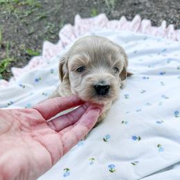 Nora - Cream female Goldendoodle puppy in Wiggins, Mississippi from Hall Family Doodle Ranch