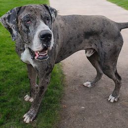 Gus - Merle male Great Dane puppy in Walker, Louisiana from La Rebel Danes