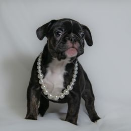 Kahlua - Tricolors female French Bulldog puppy in Richmond, Virginia from Faux Real Frenchies