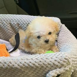 Poodle Puppies from Caboodles Of Poodles