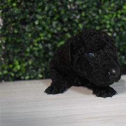 Tulip - Black female Curly-Coated Retriever puppy in Venice, Florida from Seaside kennels