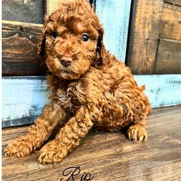 Rio - Red  male Goldendoodle puppy in Birmingham, Alabama from Ivy’s Doodles
