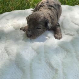 Churro - Blue merle male Sheepadoodle puppy in Columbia, Tennessee from Primrose Cottage Puppies