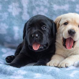 Doberman Pinscher and Labrador Retriever Puppies from Elevage Labrador Retrievers & Dalla Grazia Doberman