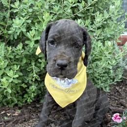 Nova - Black female Great Dane puppy in Granbury, Texas from Anderson Blau’s Great Danes