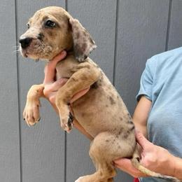 Batgirl - Merle female Great Dane puppy in Florida from Beachside Kennels
